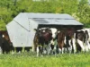 Advantage Feeders are now supplied by Wise Agriculture throughout England, Scotland and Wales.